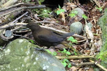 Brown Dipper 養老公園 Thu, 4/27/2023