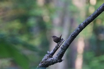 Eurasian Wren Togakushi Forest Botanical Garden Mon, 6/4/2018