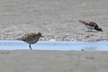 ムナグロ ふなばし三番瀬海浜公園 2023年4月17日(月)