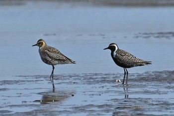 ムナグロ ふなばし三番瀬海浜公園 2023年4月17日(月)