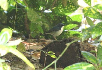 2023年4月27日(木) 庄内緑地公園の野鳥観察記録