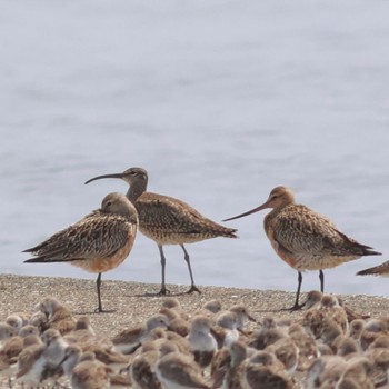 チュウシャクシギ ふなばし三番瀬海浜公園 2023年4月16日(日)