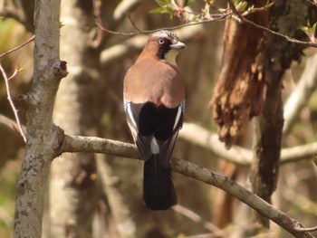 Eurasian Jay 上高地 Sat, 4/22/2023