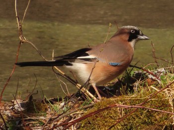 Eurasian Jay 上高地 Sat, 4/22/2023