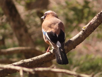 Eurasian Jay 上高地 Sat, 4/22/2023