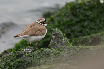 コチドリ ふなばし三番瀬海浜公園 2023年4月22日(土)