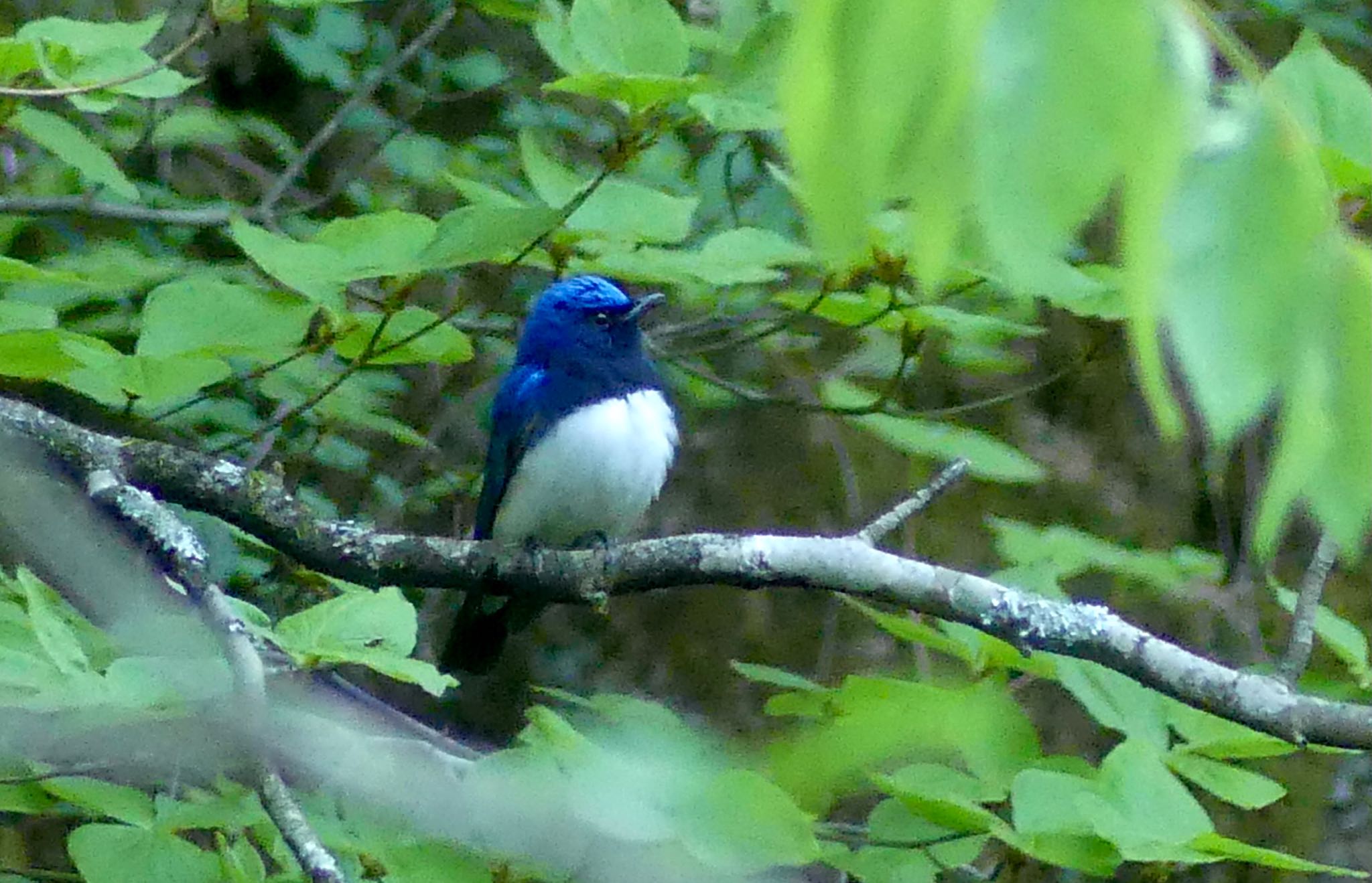 Blue-and-white Flycatcher