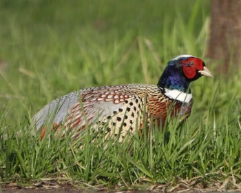 Common Pheasant 茨戸川緑地 Thu, 4/27/2023