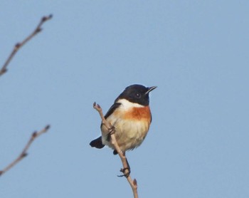 Thu, 4/27/2023 Birding report at 茨戸川緑地