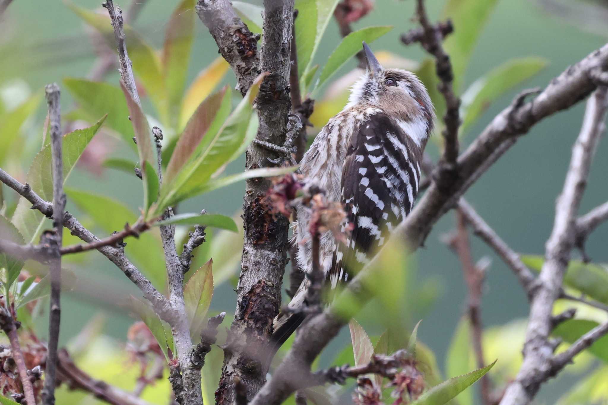 Japanese Pygmy Woodpecker