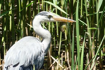 2023年4月27日(木) 石神井公園の野鳥観察記録