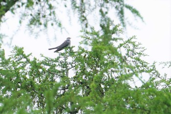 カッコウ 戸隠森林植物園(戸隠森林公園) 2018年6月4日(月)