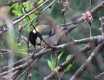 シジュウカラ 南アルプス邑野鳥公園 2023年4月23日(日)