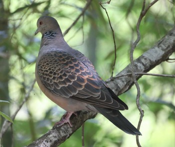 キジバト 南アルプス邑野鳥公園 2023年4月23日(日)