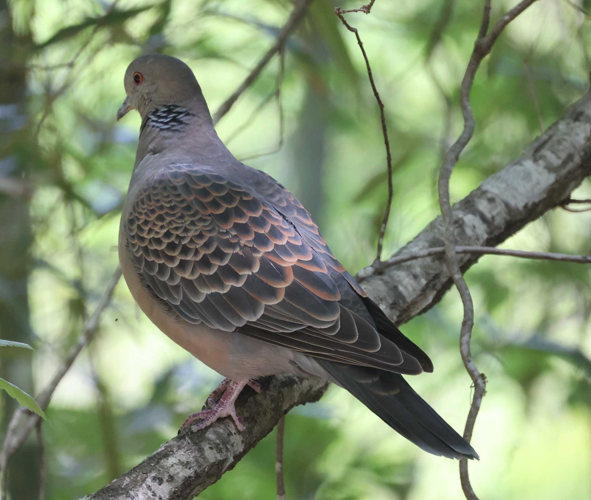 Photo of Oriental Turtle Dove at 南アルプス邑野鳥公園 by カルル