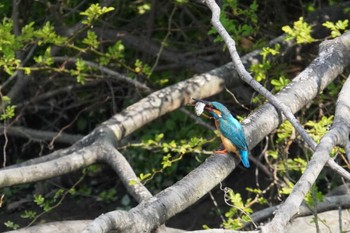 Common Kingfisher 倉敷市六間川 Fri, 4/28/2023