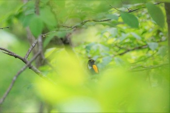 キビタキ 戸隠森林植物園(戸隠森林公園) 2018年6月4日(月)