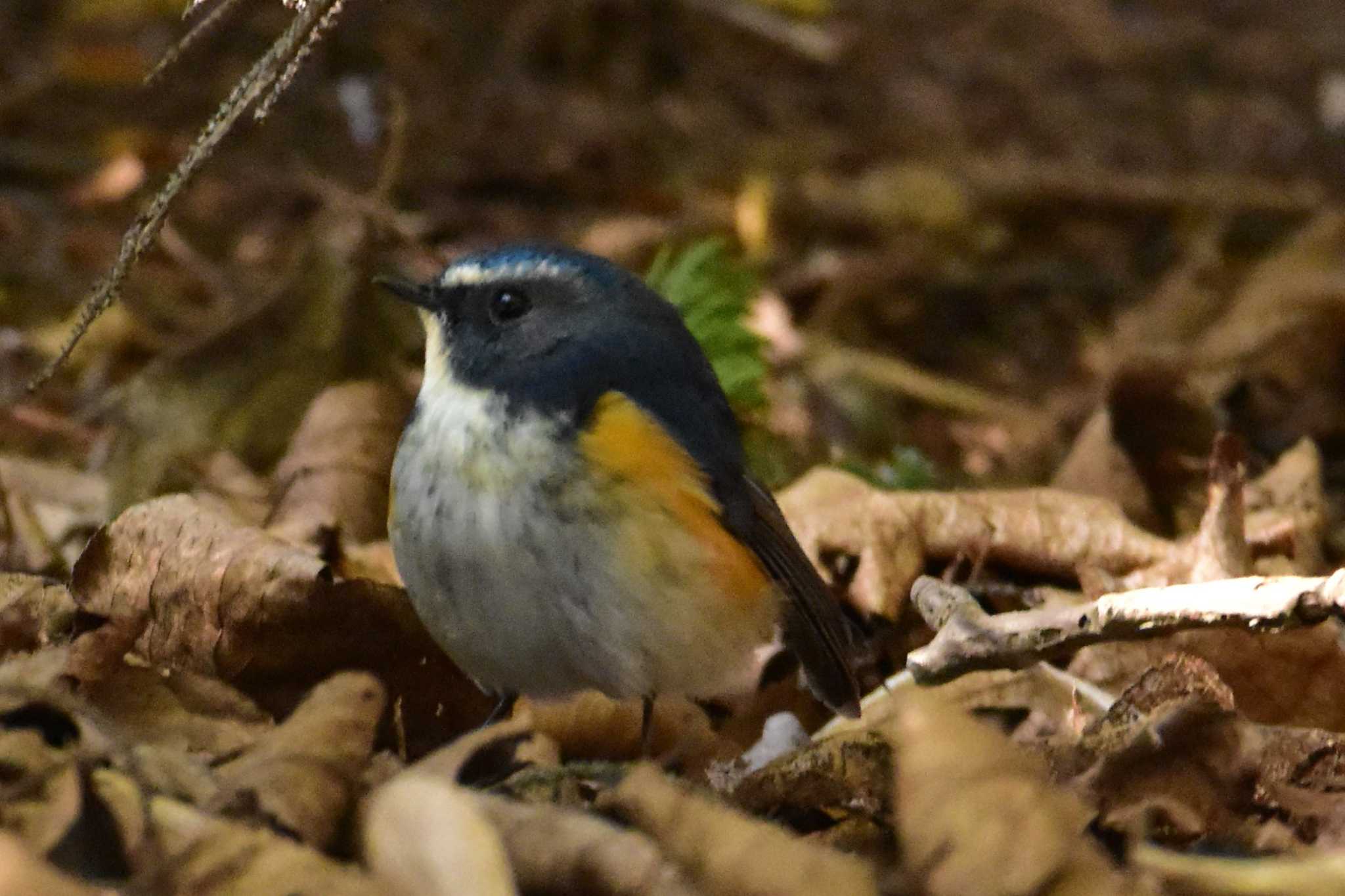 モエレ沼公園札幌 ルリビタキの写真