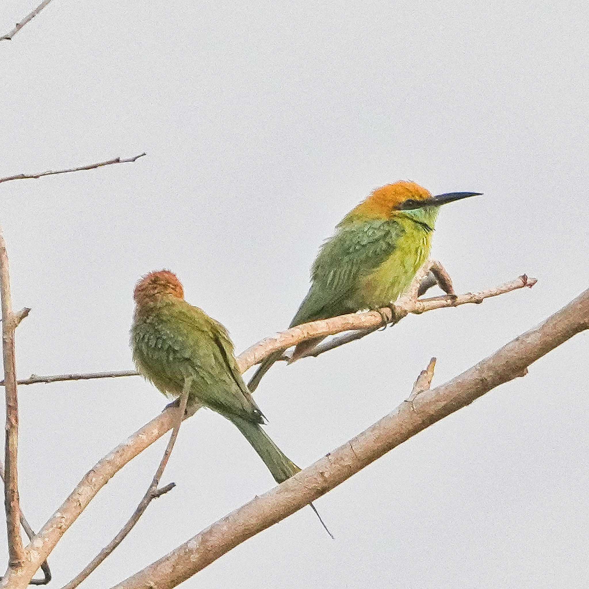 Asian Green Bee-eater