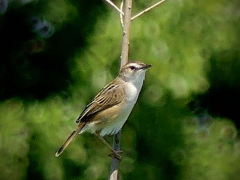 セッカ 秋ヶ瀬公園 2023年4月27日(木)