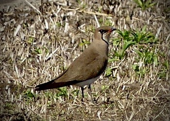 Oriental Pratincole 埼玉県 Unknown Date