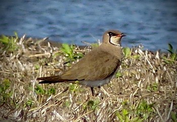 Oriental Pratincole 埼玉県 Unknown Date