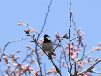 ヒガラ 本別公園(北海道中川郡) 2023年4月27日(木)