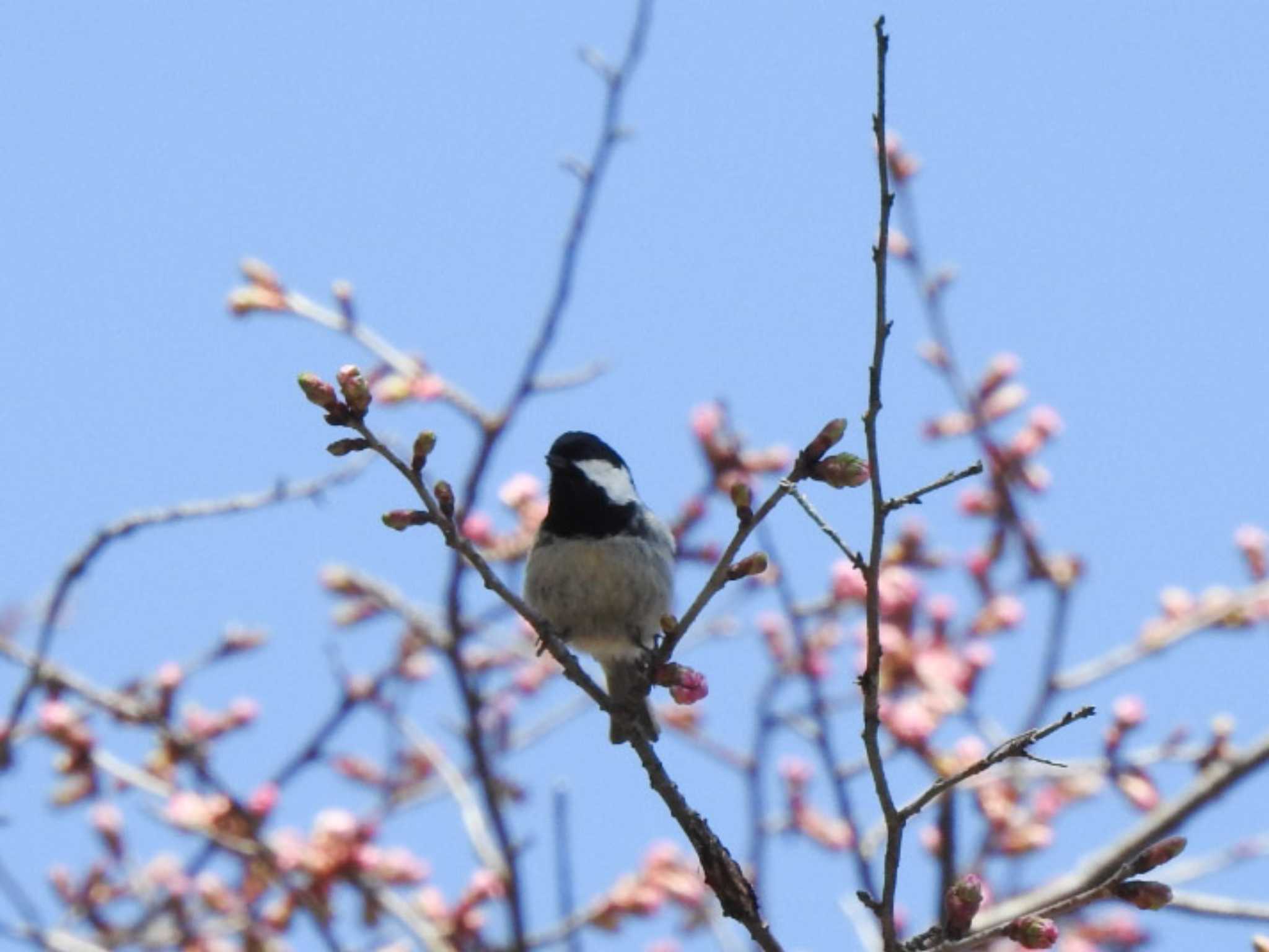 Coal Tit