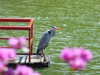 Thu, 4/27/2023 Birding report at 本別公園(北海道中川郡)