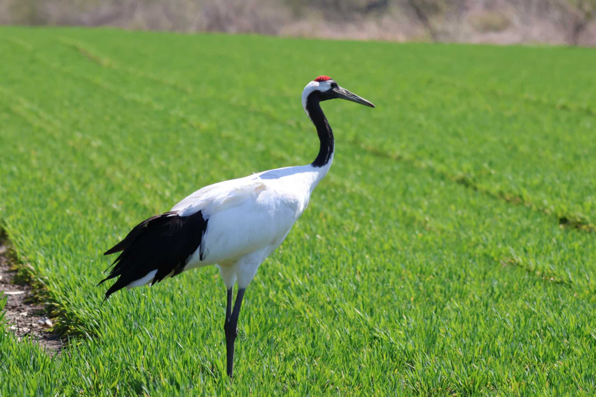 Red-crowned Crane