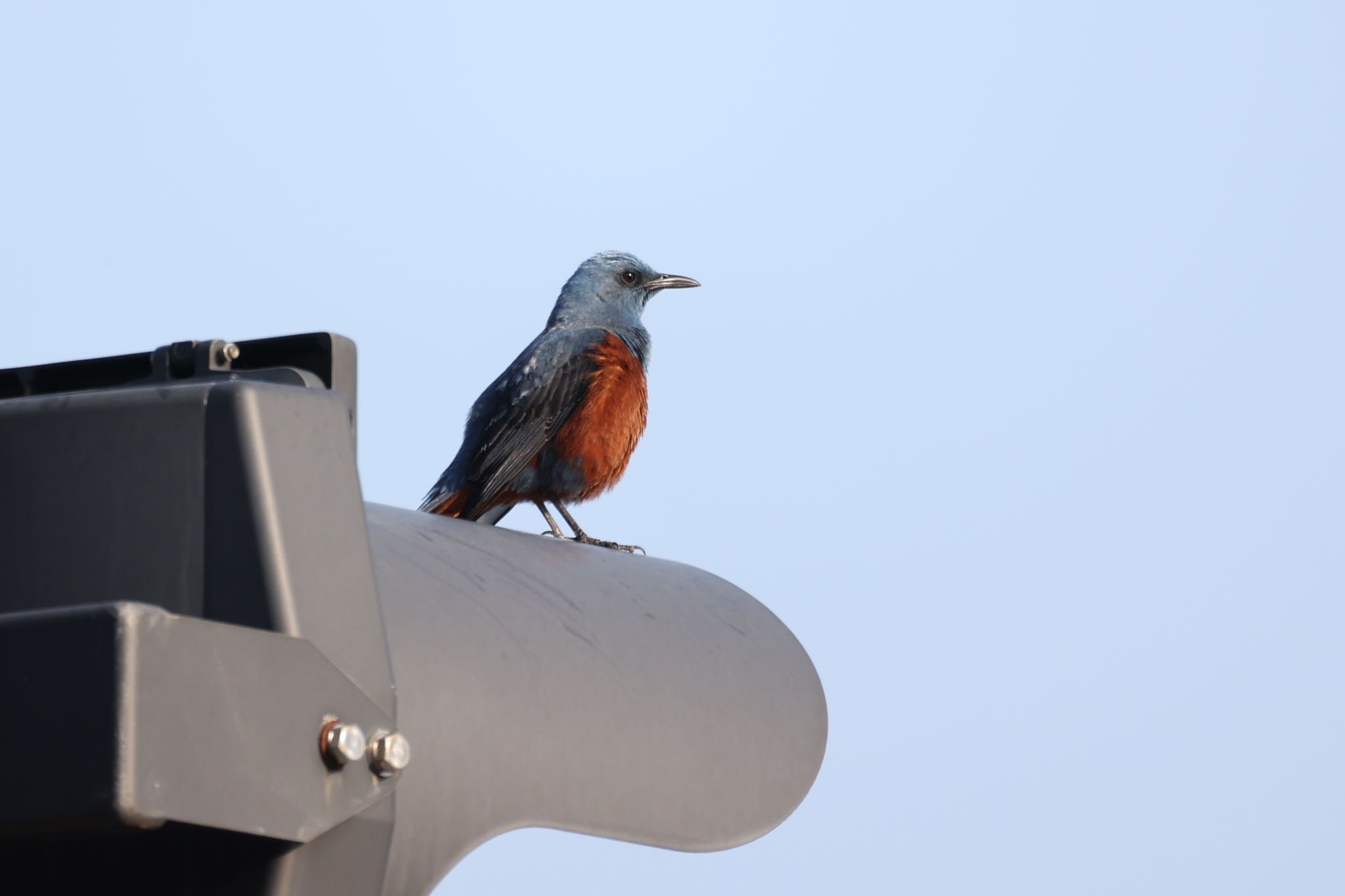 僕は鳥代表の警察官