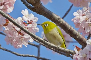 2023年4月27日(木) 札幌市豊平区の野鳥観察記録