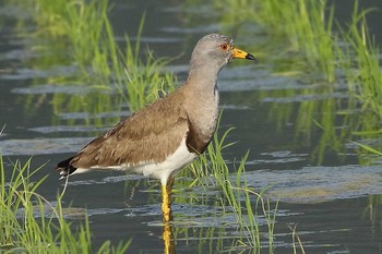 ケリ 場所が不明 2018年6月3日(日)