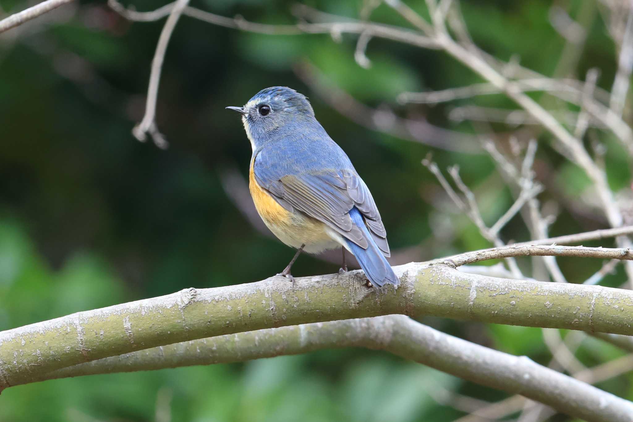 明石公園のルリビタキ