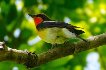 2023年4月28日(金) 大阪城公園の野鳥観察記録