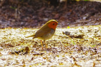 Japanese Robin 上高地 Tue, 4/25/2023