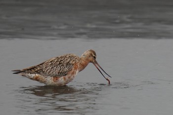 オオソリハシシギ ふなばし三番瀬海浜公園 2023年4月22日(土)