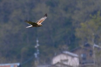 チュウヒ 河北潟 2023年4月24日(月)