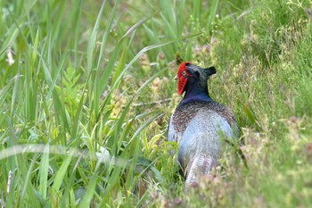 Green Pheasant 河北潟 Mon, 4/24/2023