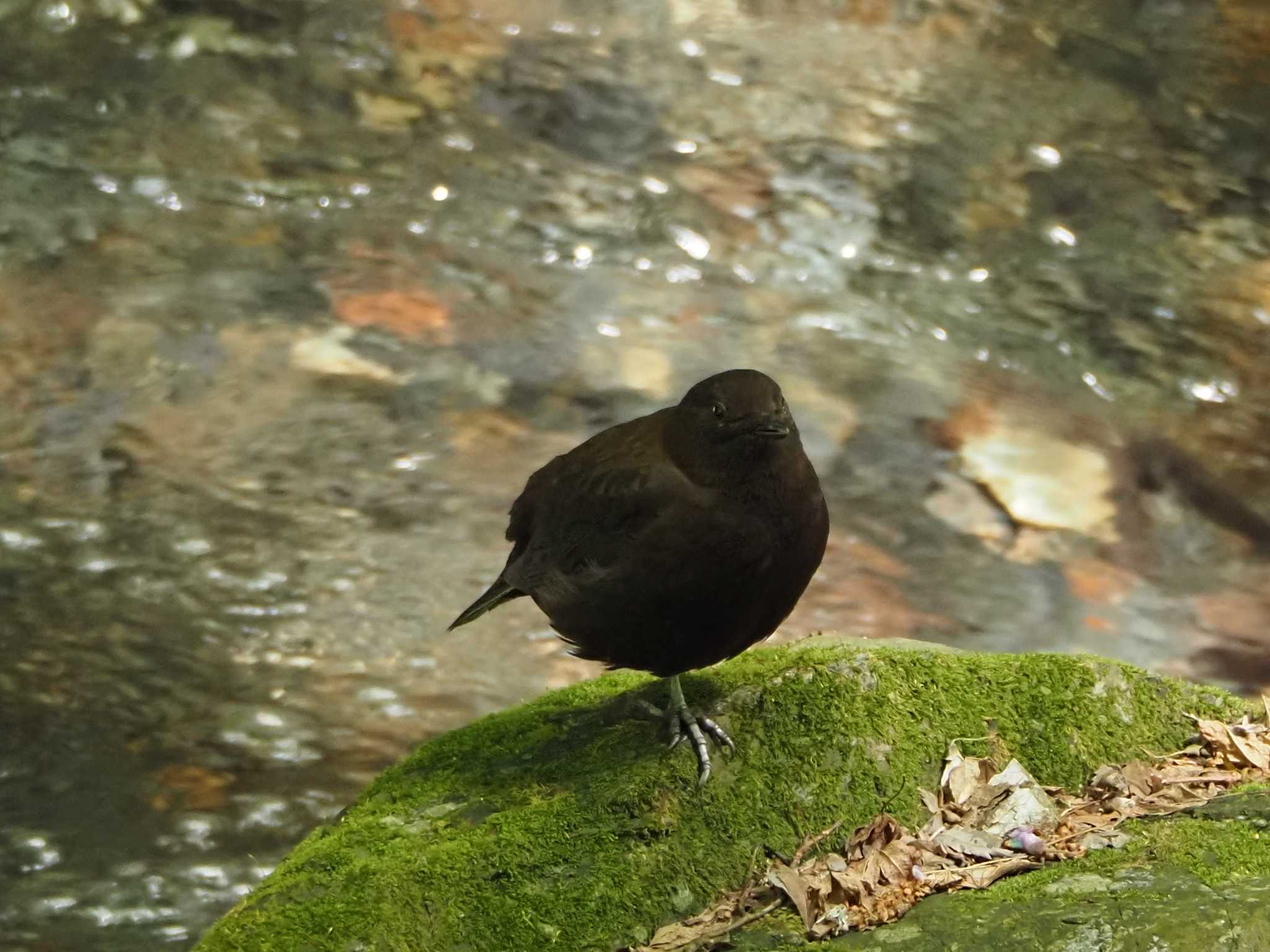 Photo of Brown Dipper at 養老公園 by MaNu猫