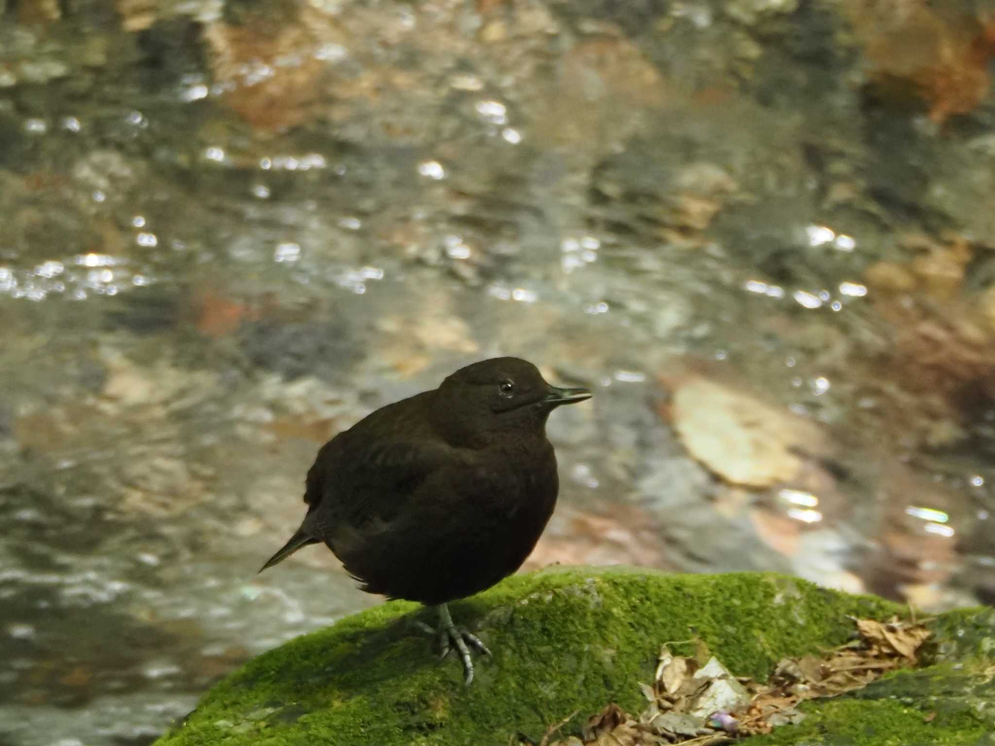 Brown Dipper