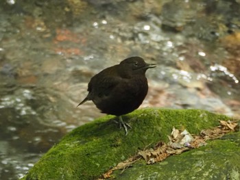 Brown Dipper 養老公園 Fri, 4/28/2023