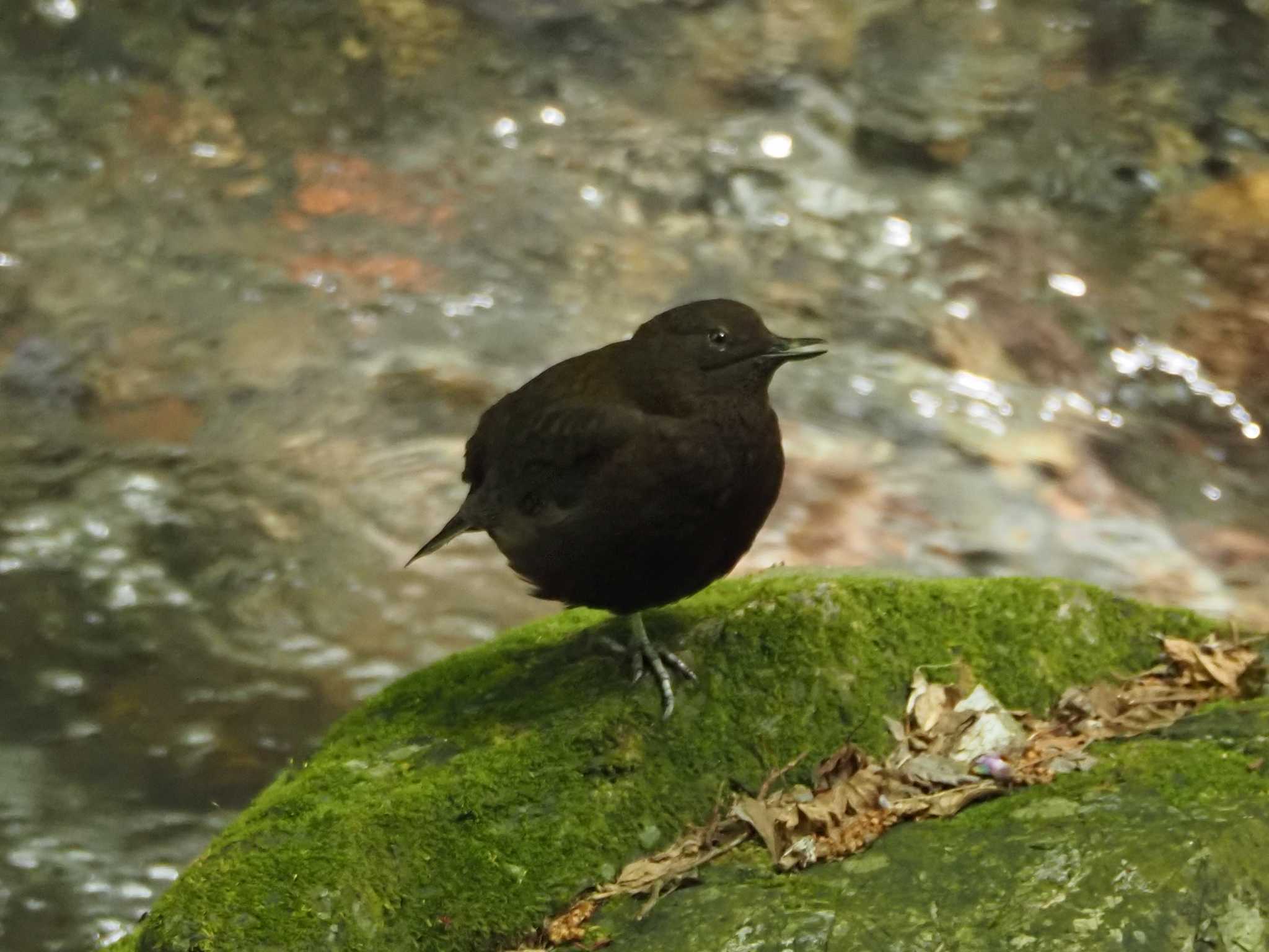 Brown Dipper