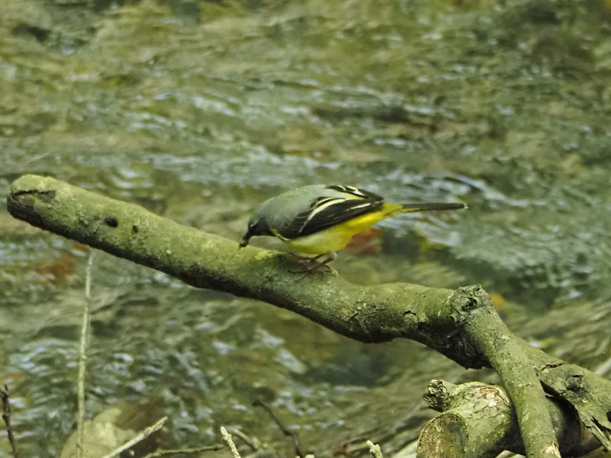 Grey Wagtail