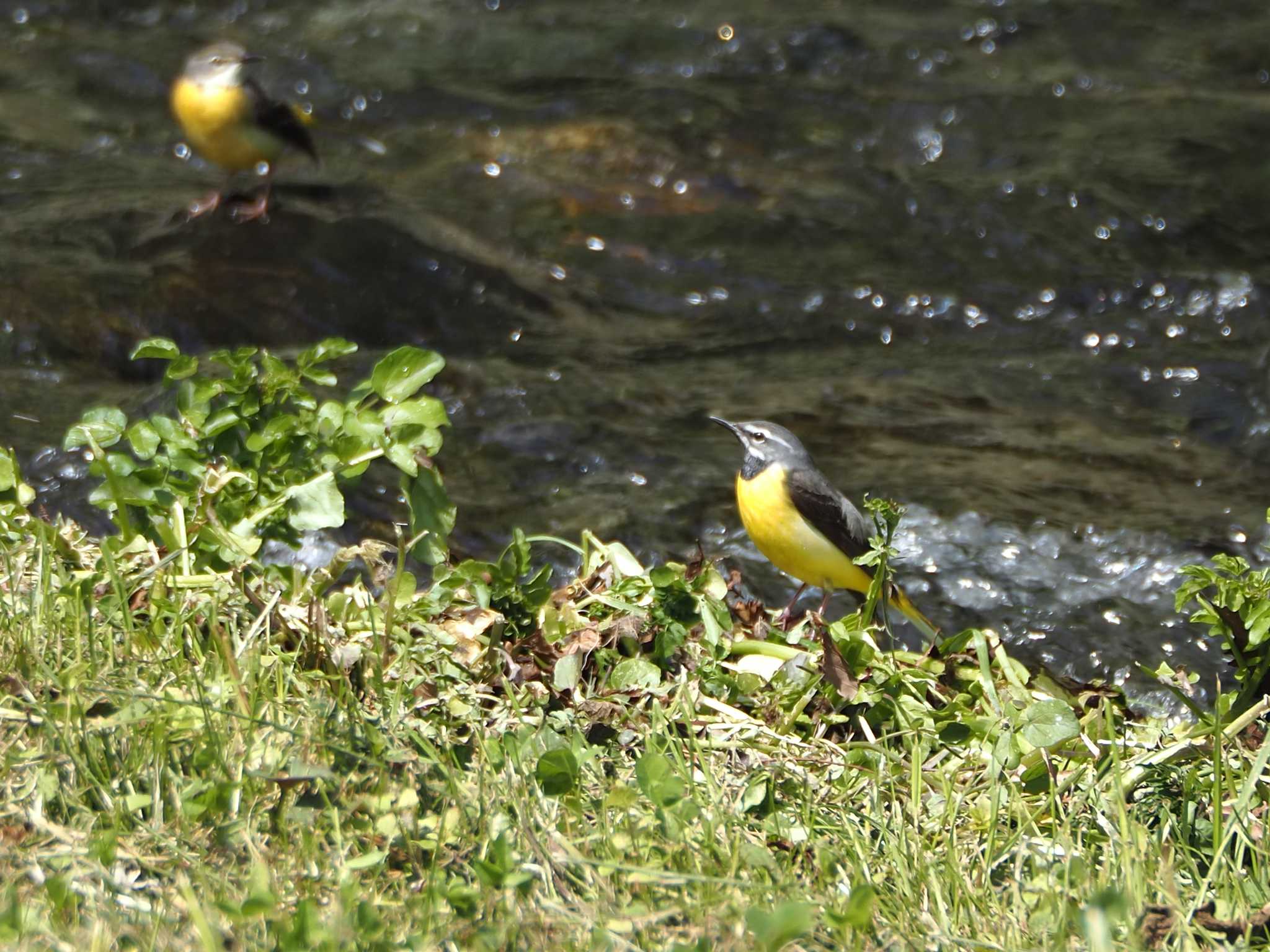 Grey Wagtail