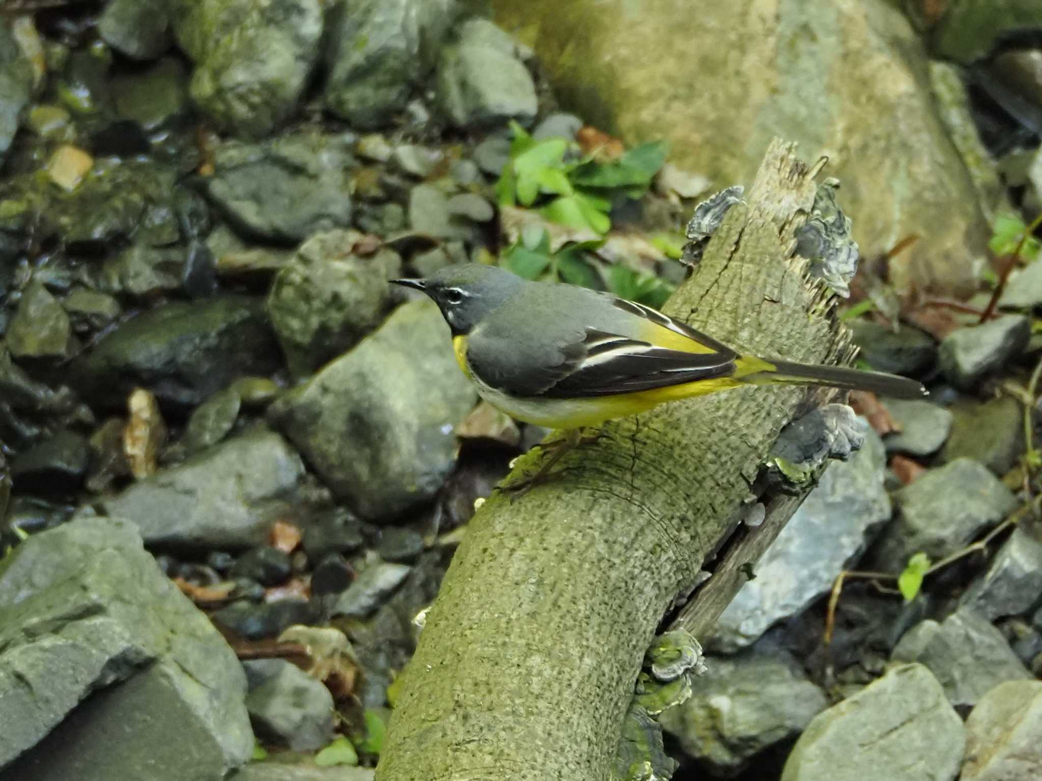 Photo of Grey Wagtail at 養老公園 by MaNu猫