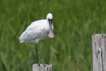 クロツラヘラサギ 葛西臨海公園 2023年4月23日(日)