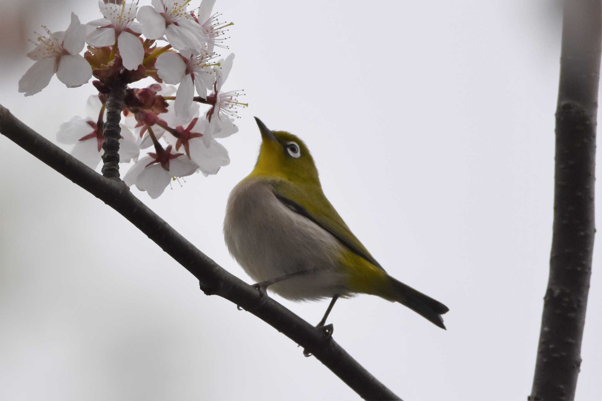 モエレ沼公園札幌 メジロの写真