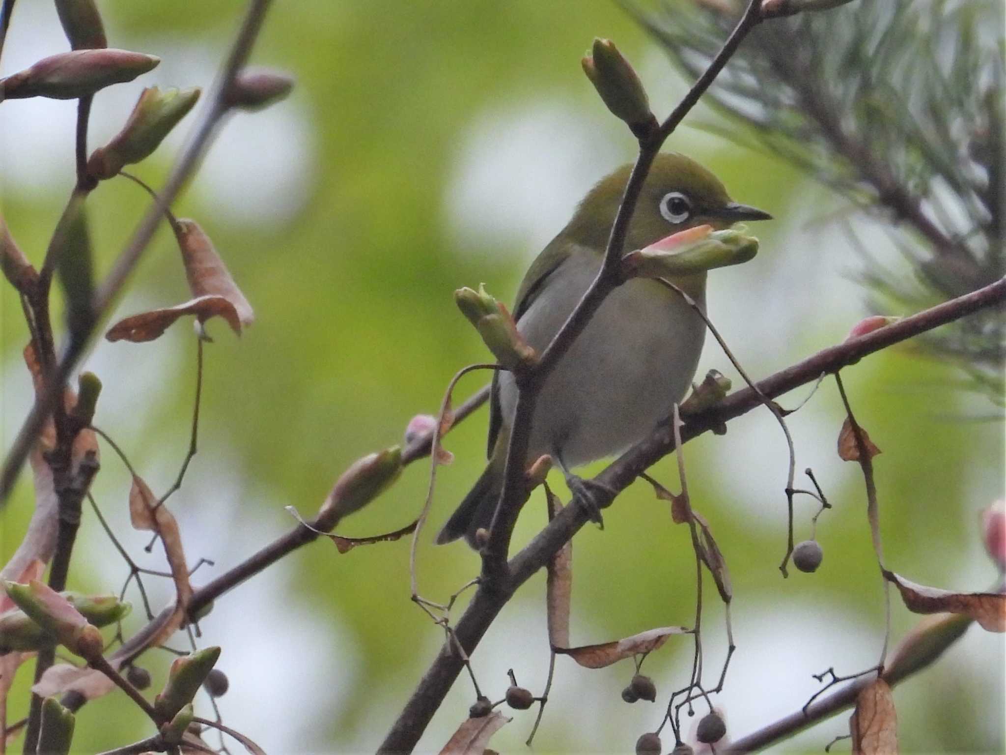 モエレ沼公園札幌 メジロの写真