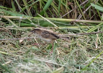 Zitting Cisticola Tonegawa Kojurin Park Thu, 5/24/2018